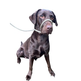 No More Pulling! Anti Pull Lead Field Figure 8 / Halter/Head Collar One Size Fits All Super Soft Braided Nylon Comfortable Make Your Walks More Enjoyable -Instructions Included (Beige)