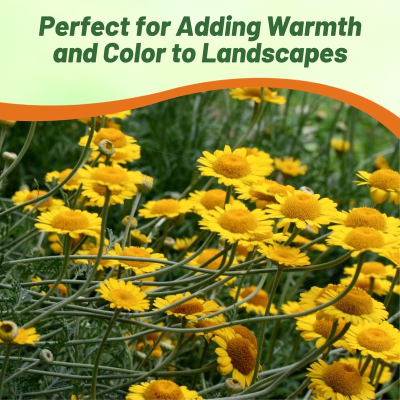 Outsidepride Yellow Marguerite Daisy Seeds - 10000 Pcs. Perennial Drought-Tolerant