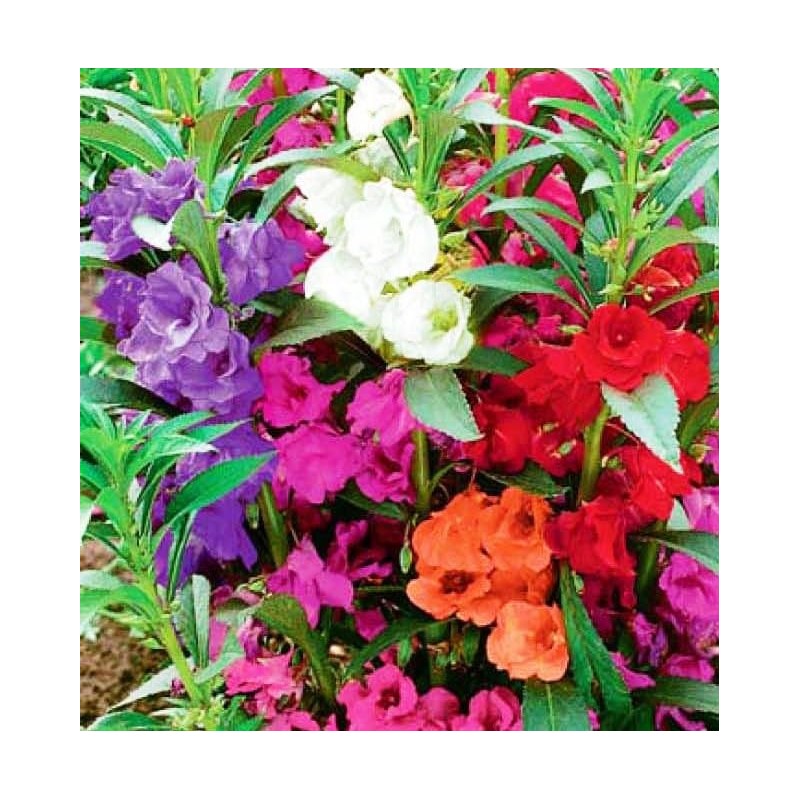 RAISE ME UP: Seeds Garden Balsam Camellia Flowered Mix (Impatiens