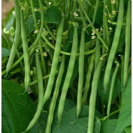 TomorrowSeeds Contender Green Bean Seeds | Non GMO USA Stringless Bush Vegetable Seed New 2024