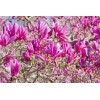 1 PACK 2” POT ANN STAR MAGNOLIA TREE GREENHOUSE BEST