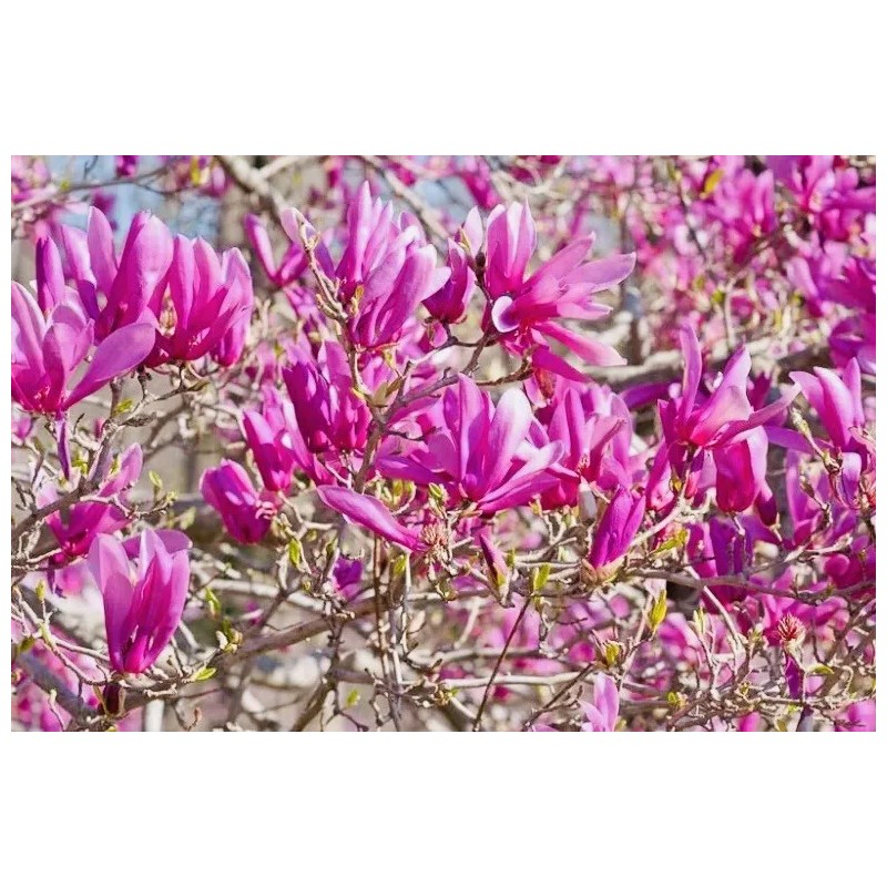 1 PACK 2” POT ANN STAR MAGNOLIA TREE GREENHOUSE BEST