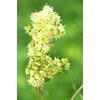 Khadi Natural Products Khadi Plant Hair Dye Medium Brown 100