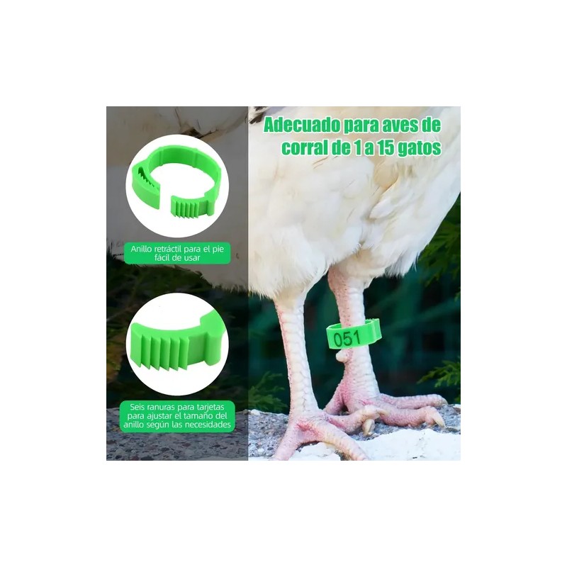 300 Bandas Identificación De Pollo Ajustables Con Numerados