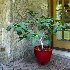 Bountiful Garden Nursery Fignomenal Dwarf Fig Tree – Dwarf Fig Plant – Self Fertile