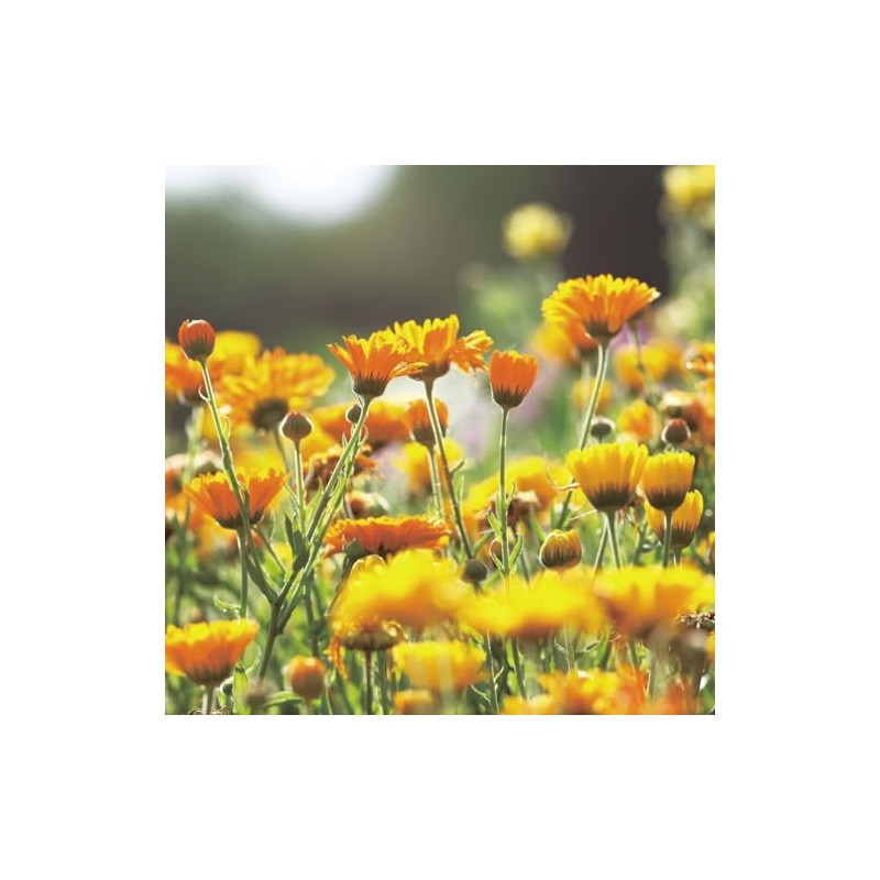 Leaf & Botanics Cleansing Calendula (Makeup Remover)