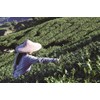 Tokyo Tea Trading Kujun Mei Tea Puer Tea 10p x