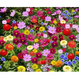 Wildflower Seed Mix - Bird & Butterfly, Flower Seeds, Non GMO, Open Pollinated.200+ Seeds, Perennial