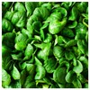 Everwilde Farms - 1 Lb Bloomsdale Spinach Seeds - Gold