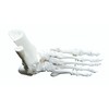 OWLIAN Ankle Skeleton Model, Ankle Freely Movable, Supervised by X-ray