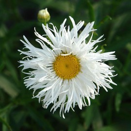 Daisy Seeds (Ox Eye) - Crazy Daisy - Packet - White Flower Seeds, Attracts Bees, Attracts Butterflies, Attracts Pollinators, Easy to Grow & Maintain, Extended Bloom Time, Fast Growing, Container