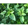 HAY2ZED Callaloo - Plant Seeds ~ For 2024 Planting (Over