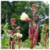 Everwilde Farms - 1 Lb Organic Red Burgundy Okra Seeds