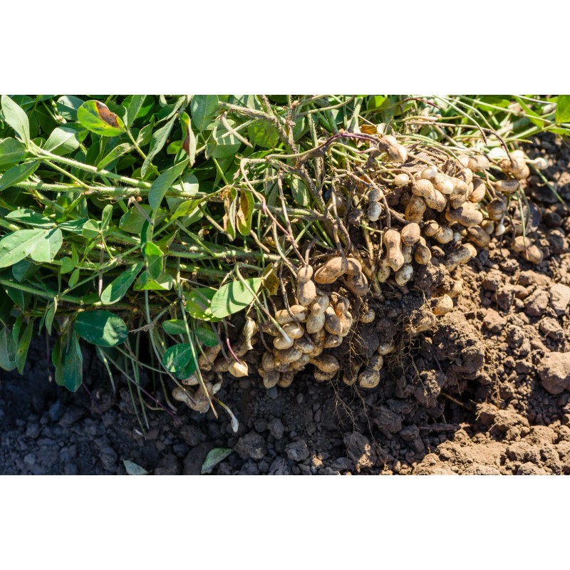 TomorrowSeeds Jumbo Bailey Virginia Peanut Seeds | For 2025 Planting