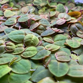 70+ Leaves Red Root Floaters Live Aquarium Plant/Floating/Easy to Grow/for Fresh Water/Aquascaping Nano Tank (Phyllanthus Fluitans)