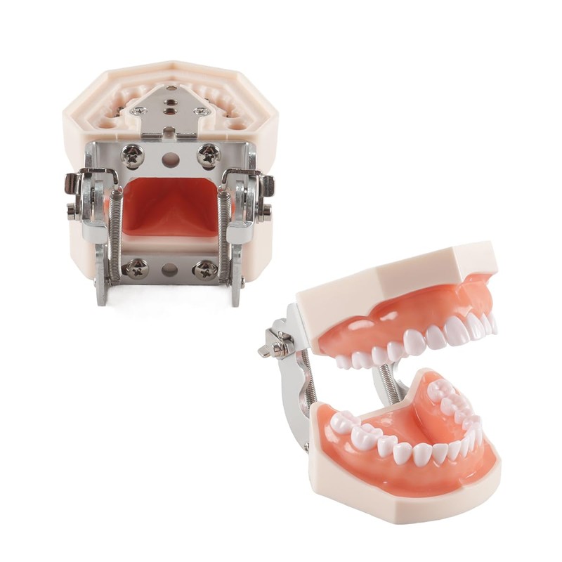 Hoite Dental Typodont Teeth Model 28 PCS Spare Teeth for