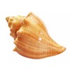 Set of 12 Vole Shells (3") Natural Seashell Medium Hermit