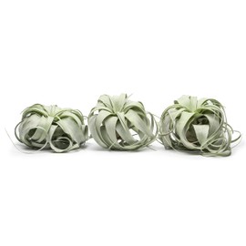 Tillandsia Xerographica Air Plant Set (3 Pack), Tillandsia Air Plants Live Large Indoor Plants Live Houseplants, Exotic Plants for Succulent Terrarium, Succulents Plants Live Plants by Plants for Pets