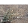 Health Embassy Shepherds Purse Herb | Capsella bursa-pastoris | Herbal