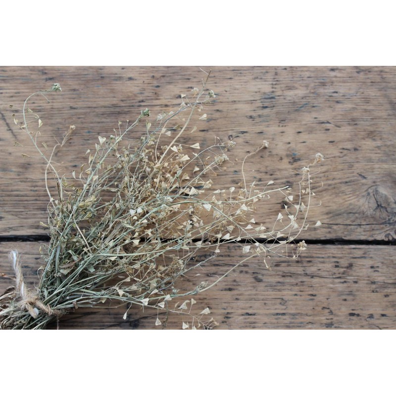 Health Embassy Shepherds Purse Herb | Capsella bursa-pastoris | Herbal