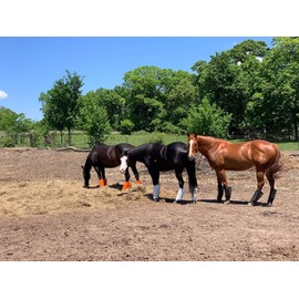 Fly Free Insect Protection Boots, Black, HORSE