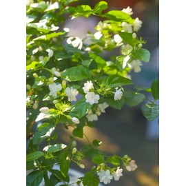 50 Pcs Jasmin Seeds for Planting Fragrant Flower Seeds for Home Garden Decor
