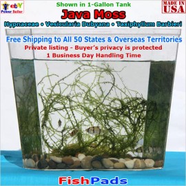 Java Moss Live Water Plant for Aquarium Fish Tank  - 2 bags