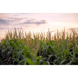 Serendipity Seeds 30 Seeds Garden Pack - Glass Beads Corn -Colorful Ornamental / Flour or Fresh - 30 Seeds