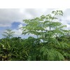 Moringa Chikara Tablets, 250 Tablets (0.9 oz (25 g) x