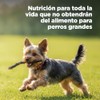 Hill's Science Diet Small Mini Croquetas para Perro Adulto Sabor