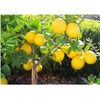 Generic Lemon Tree Seeds (Citrus Limon) (20 Seeds), Yellow
