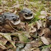 MOLMH Weird Ugly Funny Monster Frog Obese Toad Garden Accessories