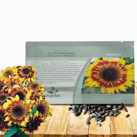 Outsidepride Joker Sunflower Seeds for Planting - 50 Pcs Annual, Easy to Grow Flower Seeds w/Vibrant, Abundant Blooms for Cut Flower Arrangements & Pollinator & Vegetable Gardens