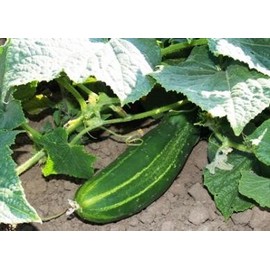 HeirloomSupplySuccess 25 Heirloom Marketmore 76 Cucumber Seeds