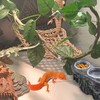PINVNBY Reptile Feeding Ledge with Suction Cups,Crested Gecko Feeder Ledges