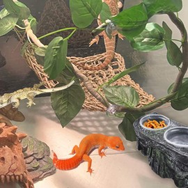 PINVNBY Reptile Feeding Ledge with Suction Cups,Crested Gecko Feeder Ledges with 2 Pcs Water & Food Bowls Double Lizard Dish Bearded Dragon Tank Accessories for Geckos Chameleon Spider Snake