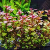 15 Red Ludwigia Repens Leaf Live Aquarium Plants Stem Bunch