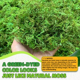 Duspro DUSPRO Green Moss for Crafts, Forest Moss Potted Plants, Decorative Moss for Table Centerpieces Wedding Christmas Fairy Party Decor, Green Moss for Indoor Planters, DIY Project 5 Oz