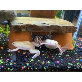 Aquaticblendedfoods African Clawed Frog Soft Food Bits - Aquatic Frog Food 2.4 ABF282FC - 6oz