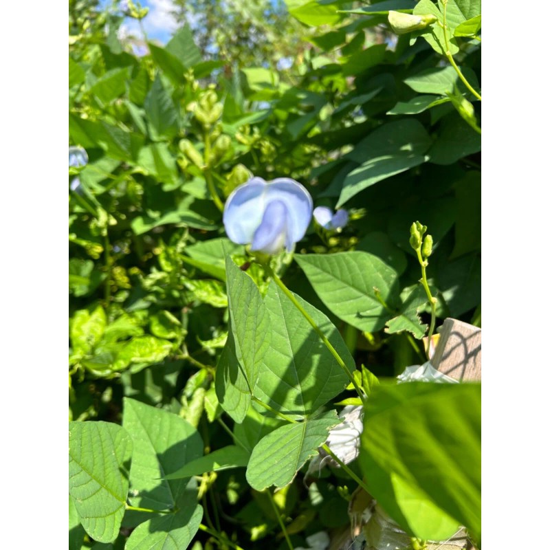 15 Urizun Asian/ Japanese Winged Bean Seeds. Heirloom