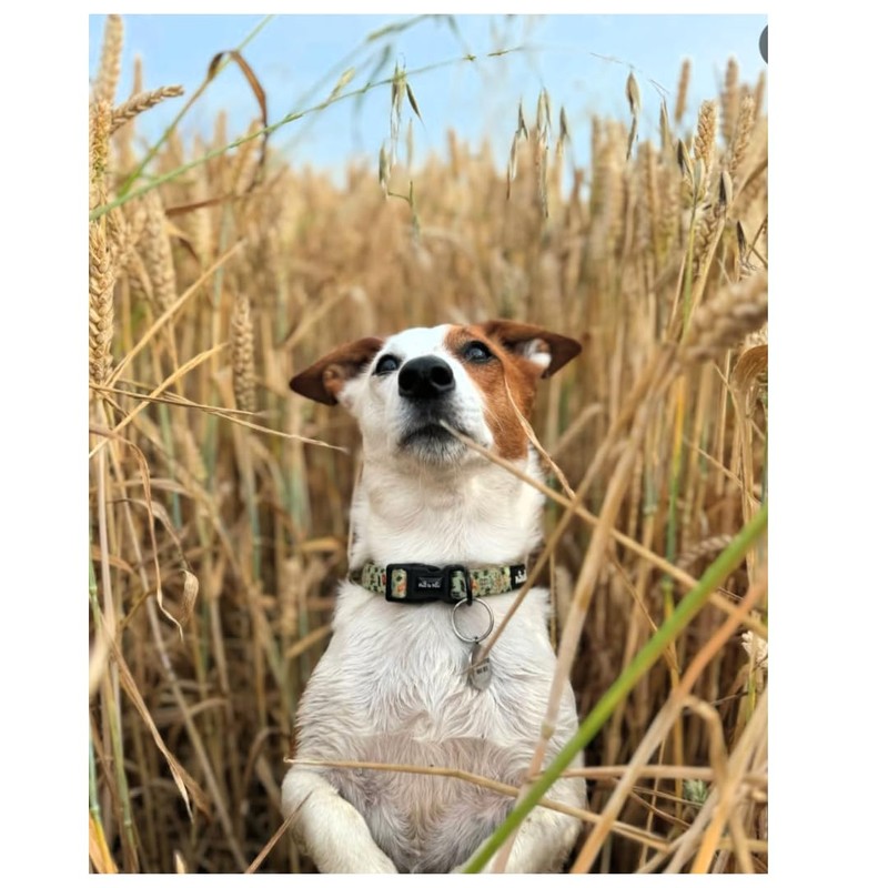 Adjustable Zoo Dog Collar with soft padded neck- Paw to