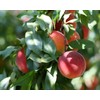 Bounty Peach Tree - Self Pollinating - Live Fruit Plant