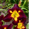 Persian Ruby Daylily - 1 Gallon Container