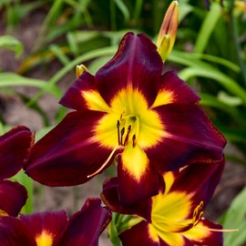 Persian Ruby Daylily - 1 Gallon Container
