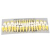 1:1 Scale Permanent Tooth Model 32pcs Dual Colors Permanent Resin