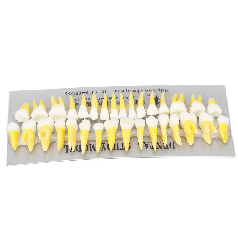 1:1 Scale Permanent Tooth Model 32pcs Dual Colors Permanent Resin