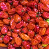 Pepper Seeds - Hot - Scotch Bonnet - Red -
