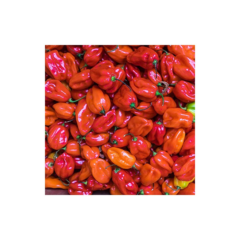 Pepper Seeds - Hot - Scotch Bonnet - Red -
