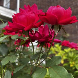 All Natural Rose Petals Red Burgundy 4 oz Sun Dried Organic Sweetheart Roses USA