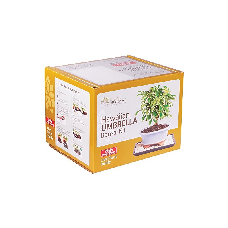 Brussel's Live Hawaiian Umbrella Indoor Bonsai Tree Kit - 3